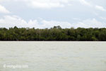 Rainforest of Ujung Kulon as seen from the sea [java_0278]