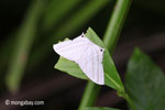 White moth [java_0280]