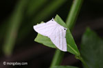 White moth [java_0281]