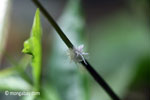 Furry planthopper [java_0282]