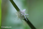 Furry planthopper [java_0284]