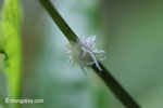 Furry planthopper [java_0285]