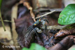 Orange-eyed purple crab