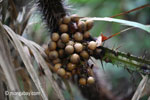 Palm fruit