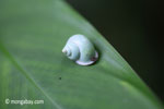 Green snail [java_0295]