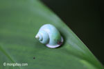 Green snail [java_0296]