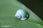 Green snail