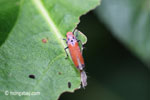 Orange planthopper [java_0299]