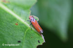 Orange planthopper [java_0300]