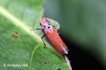 Orange planthopper [java_0301]