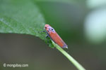 Orange planthopper [java_0302]