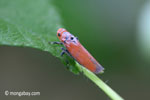 Orange planthopper [java_0304]