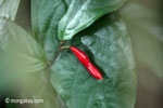 Red seed pod, emerging flower, or new leaf [java_0305]