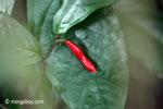 Red seed pod, emerging flower, or new leaf