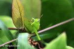 Bright green grasshopper [java_0308]