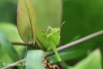 Bright green grasshopper [java_0309]