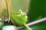 Bright green grasshopper [java_0310]