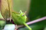 Bright green grasshopper [java_0311]