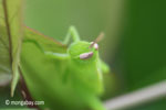 Bright green grasshopper [java_0312]