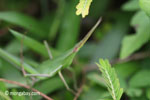 Green grasshopper [java_0324]