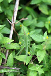 Green grasshopper