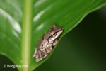 Tree frog [java_0338]