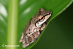 Tree frog