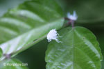 Furry planthopper [java_0345]