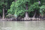 Mangroves in Ujung Kulon [java_0352]