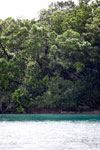 Coastline of Peucang Island