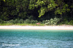 Deer on the beach at Peucang Island [java_0424]