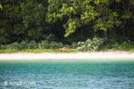 Java deer on the beach at Peucang Island