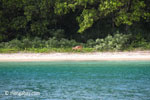 Javan rusa on the beach at Peucang Island