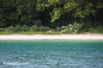 Deer on the beach at Peucang Island [java_0427]