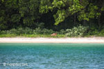 Deer on the beach at Peucang Island [java_0428]