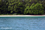 Deer on the beach at Peucang Island [java_0430]