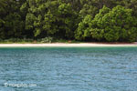 Deer on the beach at Peucang Island [java_0431]