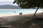 Deer on the beach at Peucang Island [java_0461]