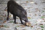 Wild boar eating a coconut on Peucang Island