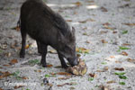 Wild boar sow eating a coconut on Peucang Island