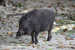 Male wild boar [java_0480]