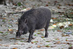 Male wild boar [java_0481]