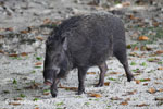 Male wild boar [java_0484]