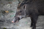 Wild boar [java_0485]