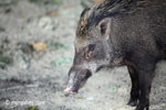 Wild boar