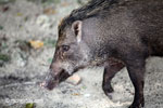 Wild boar [java_0487]