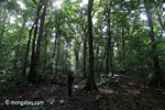 RPU ranger in the rainforest on Peucang Island [java_0489]