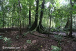 Peucang Island rainforest [java_0497]