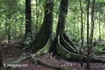 Buttress roots of a rainforest tree on Peucang Island [java_0498]