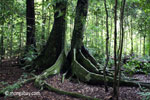 Buttress roots of a rainforest tree on Peucang Island [java_0499]